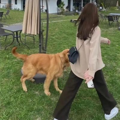 与鲨鱼游弋
